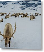 Male Elk National Elk Refuge Metal Print