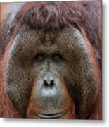 Male Orangutan In Portrait Metal Print
