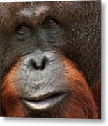 Male Orangutan Up Close Metal Print