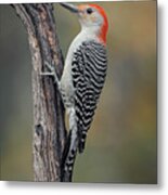 Male Red-bellied Woodpecker In Autumn Metal Print