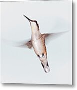 Male Ruby-throated Hummingbird Metal Print