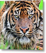 Male Sumatran Tiger Metal Print