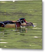 Male Wood Duck Giving The Female A Peck Metal Print