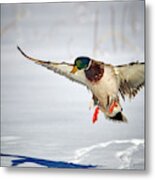 Mallard Chasing His Shadow Metal Print