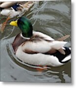 Mallard Ducks In A Splash Metal Print