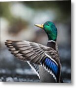 Mallard Stretching Metal Print