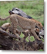 Mama Cheetah Metal Print