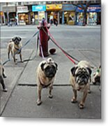 Manny Celnicks Five Pugs Look To Be Metal Print