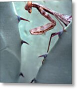 Mantis Agave Metal Print