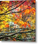 Maples Of Red And Gold Metal Print