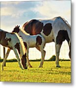 Mare And Foals Grazing Metal Print