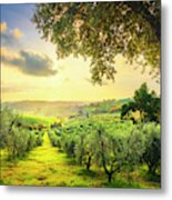 Maremma Countryside Panorama And Olive Trees On Sunset. Casale M Metal Print