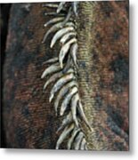 Marine Iguana Dorsal Spines Detail Metal Print