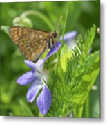 Marsh Fritillary Butterfly, Male On Flower. Lappeenranta Metal Print