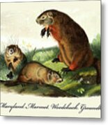 Maryland. Marmot. Woodchuck. Groundhog. Metal Print