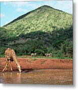Masai Giraffe Drinking At Waterhole Metal Print