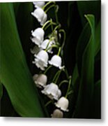 May Lily Aka Lily Of The Valley Metal Print