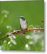 Meadow Hummingbird Square Metal Print