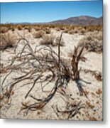 Mesquite In The Desert Sun Metal Print