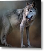 Mexican Wolf Metal Print