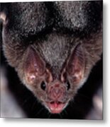 Mexico, Sonora, Common Vampire Bat Metal Print