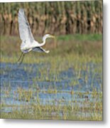 Milky White Egret #1 Metal Print