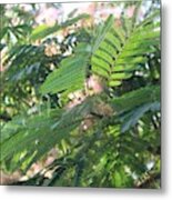 Mimosa Tree Blooms And Fronds Metal Print