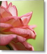 Miniature Rose Blossom Metal Print