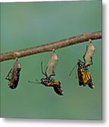 Monarch Butterfly Emerging From Its Metal Print