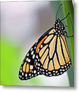 Monarch Butterfly On Leaf Metal Print