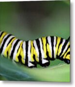 Monarch Caterpillar Macro Number 2 Metal Print