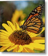 Monarch On Sunflower 2019 Metal Print