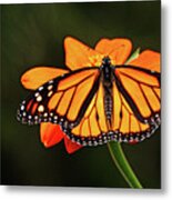 Monarch With Wings Wide Open Metal Print