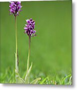 Monkey Orchid Orchis Simia, Kent, Uk Metal Print
