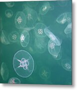 Moon Jellyfish Aurelia Aurita In Sea Metal Print
