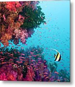 Moorish Idol Zanclus Cornutus Swimming Metal Print