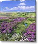 Moorland Heather And Cottongrass Metal Print