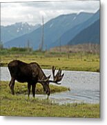 Moose Alces Alces Drinking At Ponds Metal Print