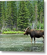 Moose Alces Alces, Montana, Usa Metal Print
