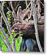 Moose With An Anomalous Eye, At Dinner Time Metal Print