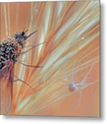 Morning And Dew ... Metal Print