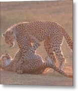 Morning Play  (cheetah Cubs) Metal Print