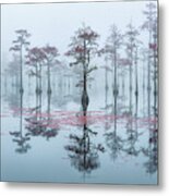 Morning Reflection Of Cypress Trees In The Fog Metal Print