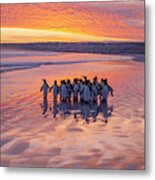 Morning Walk Metal Print