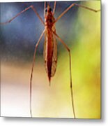 Mosquito Metal Print