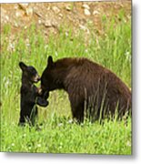 Mother Bear With Her Cub Metal Print