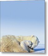Mother Polar Bear & Cub Sleeping Metal Print