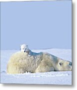 Mother Polar Bear With Cub, Lying On Metal Print
