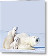 Mother Polar Bear With Cubs, Canada Metal Print