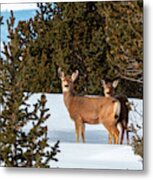Mule Deer Herd In Deep Snow Metal Print